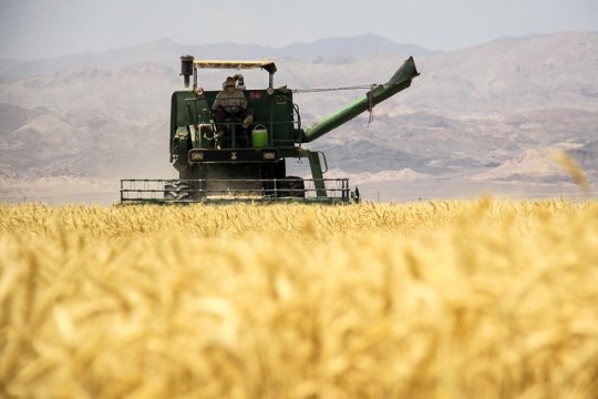 کرونا بر سر برداشت گندم در استان بوشهر سایه انداخت