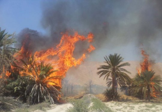 آتش‎سوزی منطقه بهمرد دشتستان عمدی بود+جزئیات
