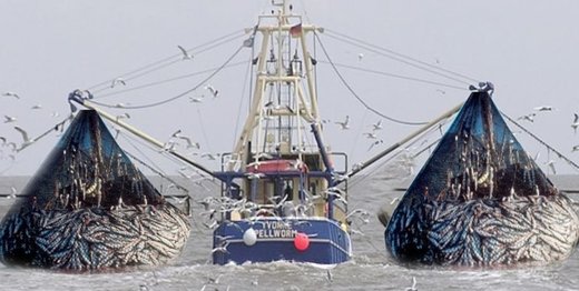 جارو کردن ماهی ومیگو کف دریا به دست مبارک مدیران بازنشسته!+جزئیات