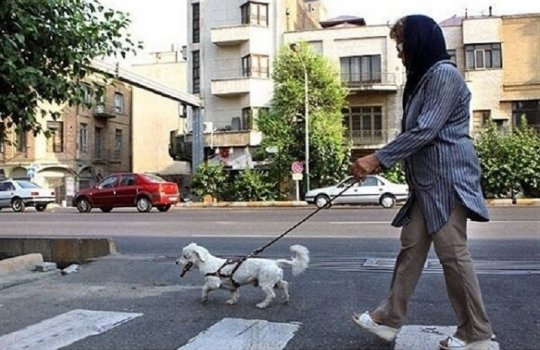 از منظر قانون سگ گردانی جرم است یا سگ آزاری؟