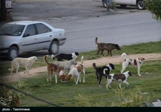گله سگهای ولگرد در میدان فرهنگ و پل بلوار بسیج برازجان  مزاحم اسایش مردم شده اند،متولی جمع اوری انهای کدام اداره است؟