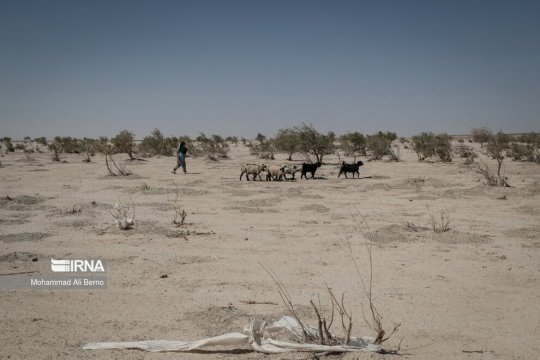 تصاویر/ زندگی در بستر خشک هامون