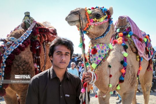 تصاویر/ جشنواره شتر، طلای بیابان در کرمان