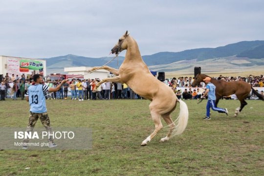 تصاویر/جشنواره ملی زیبایی اسب اصیل ترکمن