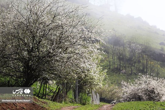 تصاویر/قاب‌هایی جذاب از طبیعت بهاری کوهستان چالوس