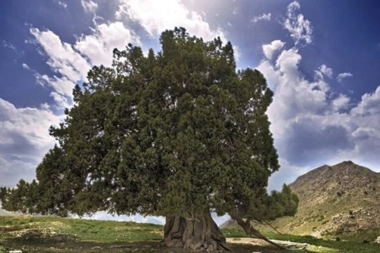 کهنسال‌ترین درخت ایران