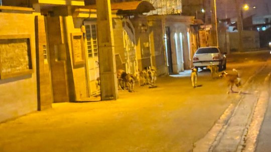 بلوار بسیج و فرهنگ شهر برازجان،رعب و وحشت از گله سگ های ولگرد،شهرهای دیگر استان الزام به جمع اوری سگها،برازجان خبری نیست+تصاویر کودکان نبینند !