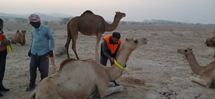 شتر “ذبه” ذخیره ارزشمند در بحران کم آبی بوشهر