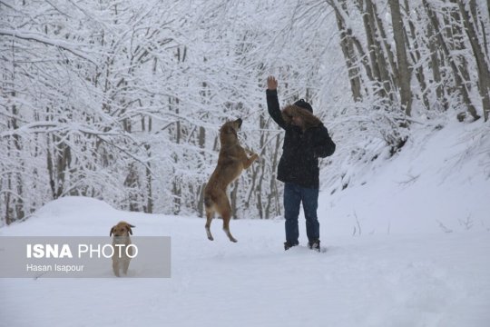 بارش برف زمستانی در سوادکوه - مازندران