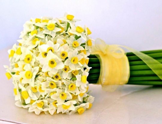 تصاویر/زیبایی خیرهکننده برداشت گل نرگس