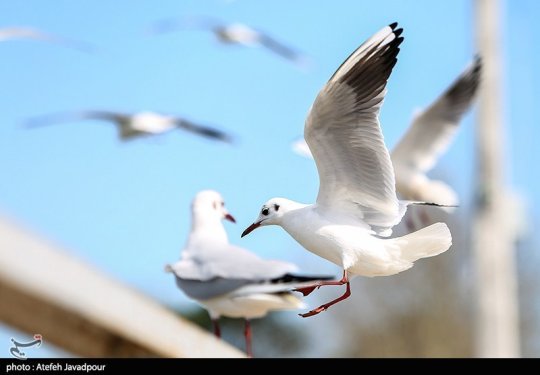 مرغان کاکایی در بندرانزلی
